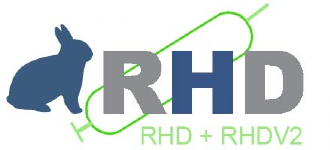 RHDV-2 – вирус вирусной геморрагической болезни кроликов мутировал