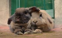 Добро пожаловать в наш блог о кроликах!