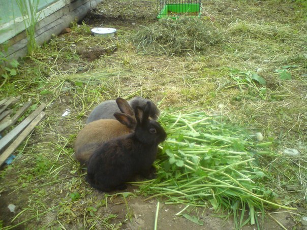 Кролики и натуральное питание