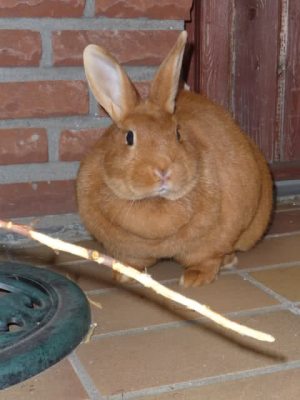 fat_rabbit